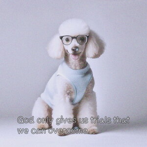 ዾ v[h Z[^ NbVJo[ 45×45cm Aj}   NbV{̕t ` t@