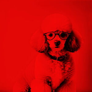 Kl v[h Z[^[ NbVJo[ 45×45cm Aj}   NbV{̕t ` t@