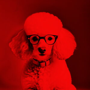 ዾ v[h   |[g[g  NbVJo[ 45×45cm Aj}  NbV{̕t ` t@