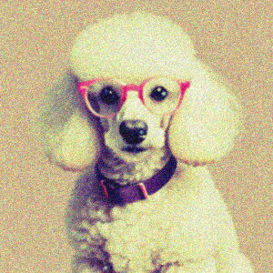 Kl v[h  NbVJo[ 45×45cm Aj}   NbV{̕t ` t@