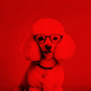 Kl v[h n[g̃y_g NbVJo[ 45×45cm Aj}   NbV{̕t ` t@