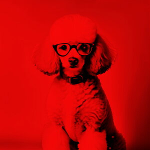 Kl v[h  |[g[g NbVJo[ 45×45cm Aj}   NbV{̕t ` t@