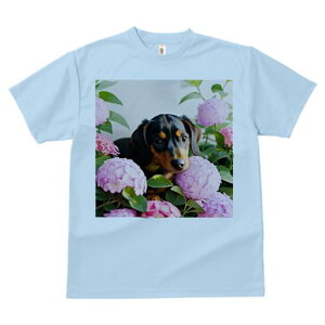 TVc Y LbY t@  t  vg JWA 킢 lԗp tBbglX _X AWTC _bNXtg  ΂̗t Ԓd