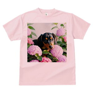 TVc Y LbY t@  t  vg JWA 킢 lԗp tBbglX _X AWTC _bNXtg  ΂̗t Ԓd