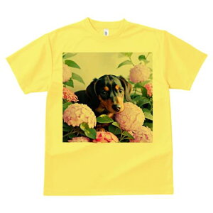 TVc Y LbY t@  t  vg JWA 킢 lԗp tBbglX _X AWTC _bNXtg  ΂̗t Ԓd