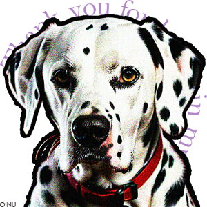 Ԃ _VA _͗l NbVJo[ 45×45cm Aj}   NbV{̕t ` t@