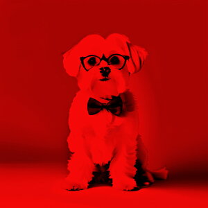 ዾ }`[Y lN^C ԐFwi NbVJo[ 45×45cm Aj}   NbV{̕t ` t@