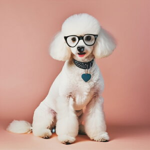 Kl v[h  n[g sN̔wi NbVJo[ 45×45cm Aj}   NbV{̕t ` t@