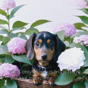 AWTC _bNXth  JS NbVJo[ 45×45cm Aj}   NbV{̕t ` t@