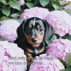 AWTC _bNXth NbVJo[ 45×45cm Aj}   NbV{̕t ` t@