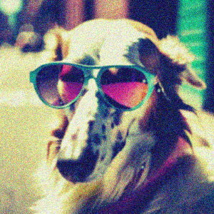 �T���O���X ���̑� �t�@�b�V���� �J�W���A�� �N�b�V�����J�o�[ 45×45cm �A�j�}���� ������� ���� �N�b�V�����{�̕t�� �����` ���t�@��