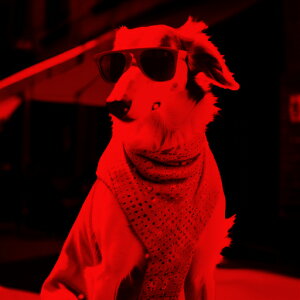 TOX {[_[R[ XJ[t NbVJo[ 45×45cm Aj}   NbV{̕t ` t@