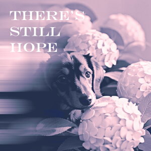 AWTC _bNXtg  ] NbVJo[ 45×45cm Aj}   NbV{̕t ` t@