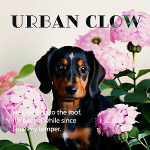 AWTC _bNXth  NbVJo[ 45×45cm Aj}   NbV{̕t ` t@