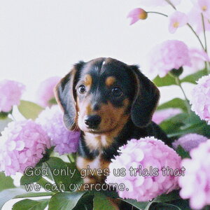  _bNXth z t[AWg NbVJo[ 45×45cm Aj}   NbV{̕t ` t@