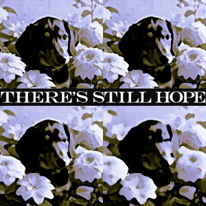  ̑ ]  NbVJo[ 45×45cm Aj}   NbV{̕t ` t@