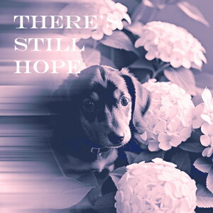 AWTC _bNXtg  eLXg NbVJo[ 45×45cm Aj}   NbV{̕t ` t@