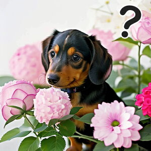  _bNXth ԑ sN NbVJo[ 45×45cm Aj}   NbV{̕t ` t@