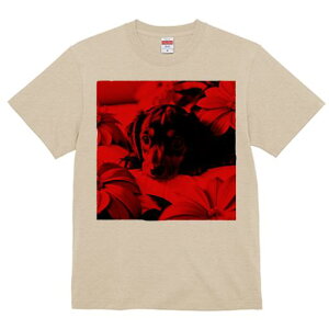 TVc Y LbY t@  t  vg JWA 킢 lԗp tBbglX _X Ԃ _bNXth q n[gEH[~O t[AWg