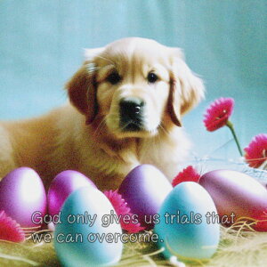  S[fgo[   NbVJo[ 45×45cm Aj}   NbV{̕t ` t@