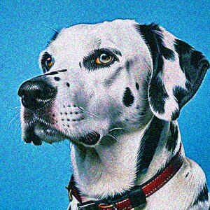 wi _VA Ԃ NbVJo[ 45×45cm Aj}   NbV{̕t ` t@