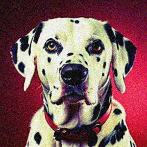 Ԃwi _VA ̎ NbVJo[ 45×45cm Aj}   NbV{̕t ` t@