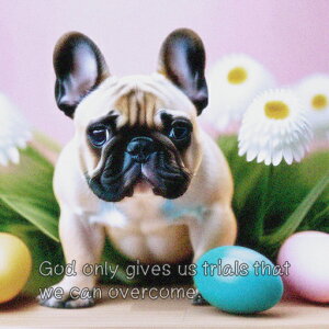 fCW[ t`uhbO Jtȗ  NbVJo[ 45×45cm Aj}   NbV{̕t ` t@