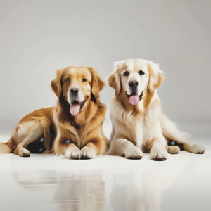  S[fgo[ S[fEgo[ ^ 킢  NbVJo[ 45×45cm Aj}   NbV{̕t ` t@