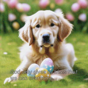 Ő S[fgo[ ^}S  NbVJo[ 45×45cm Aj}   NbV{̕t ` t@