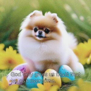  |jA   NbVJo[ 45×45cm Aj}   NbV{̕t ` t@