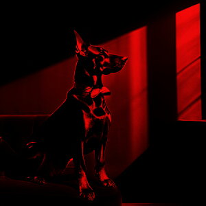 \t@ h[x}  NbVJo[ 45×45cm Aj}   NbV{̕t ` t@