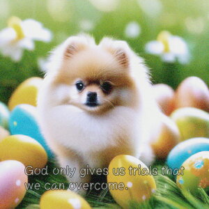  |jA   NbVJo[ 45×45cm Aj}   NbV{̕t ` t@