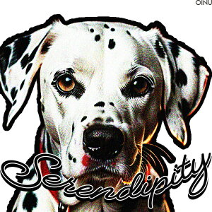 �Z�����f�B�s�e�B �_�����V�A�� �N�b�V�����J�o�[ 45×45cm �A�j�}���� ������� ���� �N�b�V�����{�̕t�� �����` ���t�@��