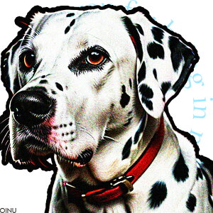  _VA ƍ ͗l NbVJo[ 45×45cm Aj}   NbV{̕t ` t@