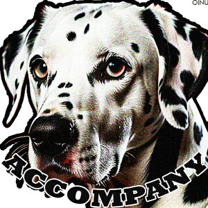 ACCOMPANY �_�����V�A�� �N�b�V�����J�o�[ 45×45cm �A�j�}���� ������� ���� �N�b�V�����{�̕t�� �����` ���t�@��