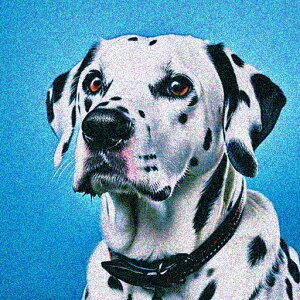  _VA wi  NbVJo[ 45×45cm Aj}   NbV{̕t ` t@