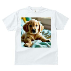 TVc fB[X t@  t  vg JWA 킢 lԗp tBbglX _X ʂ S[fgo[ q xbh