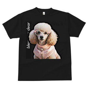 TVc fB[X t@  t  vg JWA 킢 lԗp tBbglX _X Kl v[h ybg̕ JCC 