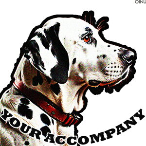  _VA  NbVJo[ 45×45cm Aj}   NbV{̕t ` t@