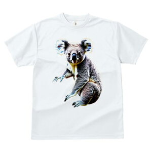 TVc fB[X t@  t  vg JWA 킢 lԗp tBbglX _X RA 킢  I[XgA ʂ