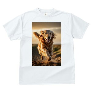 TVc fB[X t@  t  vg JWA 킢 lԗp tBbglX _X [Ă S[fgo[  