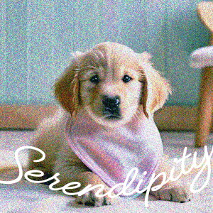 悾ꂩ S[fgo[ NbVJo[ 45×45cm Aj}   NbV{̕t ` t@