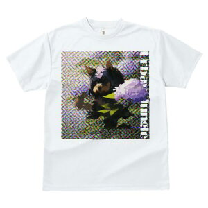 TVc fB[X t@  t  vg JWA 킢 lԗp tBbglX _X  [NV[eA ԑ