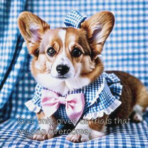 { R[M[  NbVJo[ 45×45cm Aj}   NbV{̕t ` t@