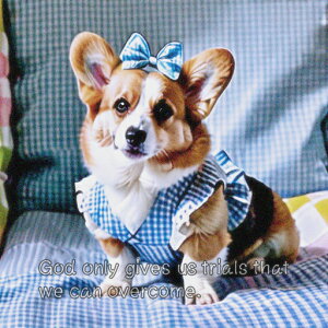 { R[M[  NbVJo[ 45×45cm Aj}   NbV{̕t ` t@