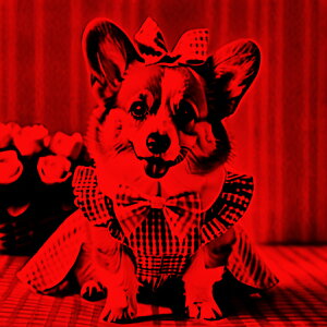 { R[M[  `FbN NbVJo[ 45×45cm Aj}   NbV{̕t ` t@