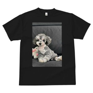 gCv[h TVc fB[X t@  t  vg JWA 킢 lԗp h ̃fUC ʔ ʂ gCv[h