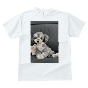トイプードル Tシャツ レディース 犬ファン 半袖 春夏 犬柄 プリント カジュアル かわいい 人間用 個性派 ここだけのデザイン 面白 ぬいぐるみ トイプードル