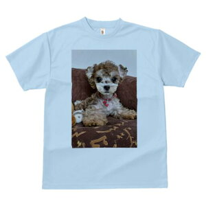 gCv[h TVc Y LbY t@  t  vg JWA 킢 lԗp h ̃fUC ʔ ʂ gCv[h NbV n[g