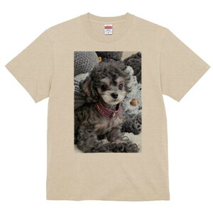 gCv[h TVc Y LbY t@  t  vg JWA 킢 lԗp h ̃fUC ʔ ʂ gCv[h